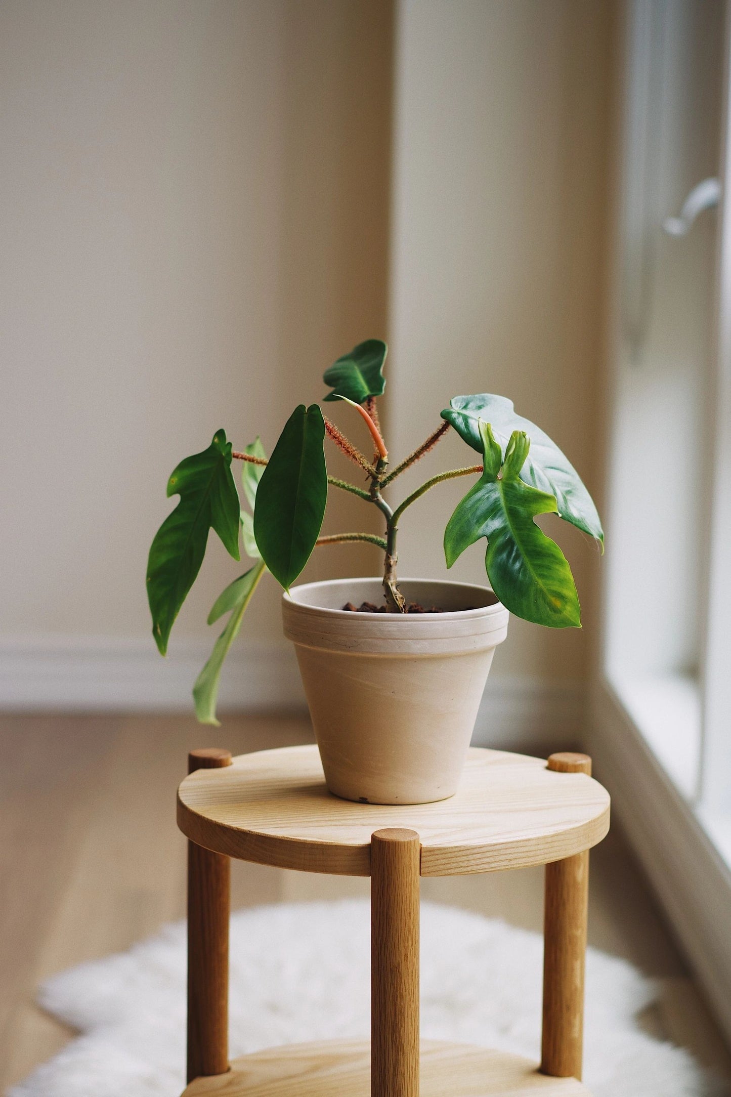 Wood Side Table Short