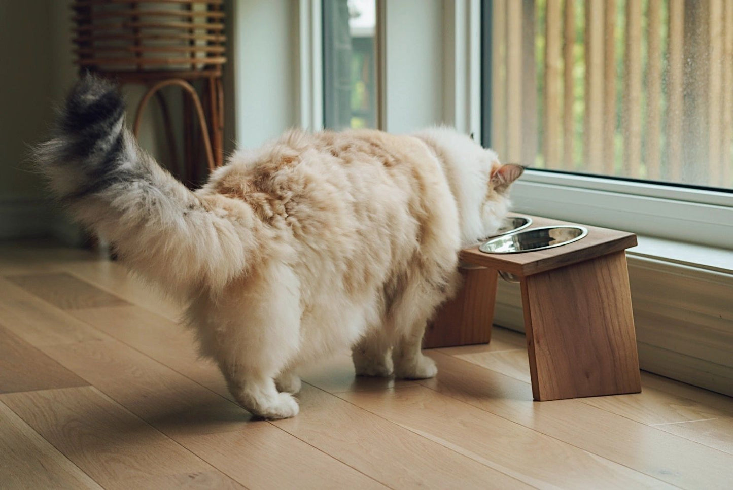 Cat Feeding Station