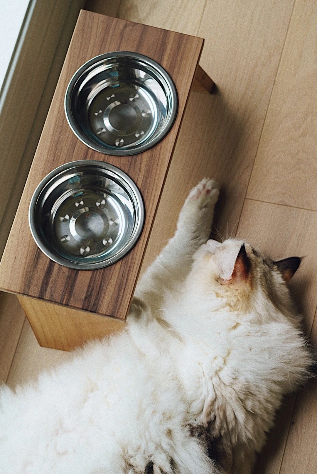 3 bowl cat feeding station best sale